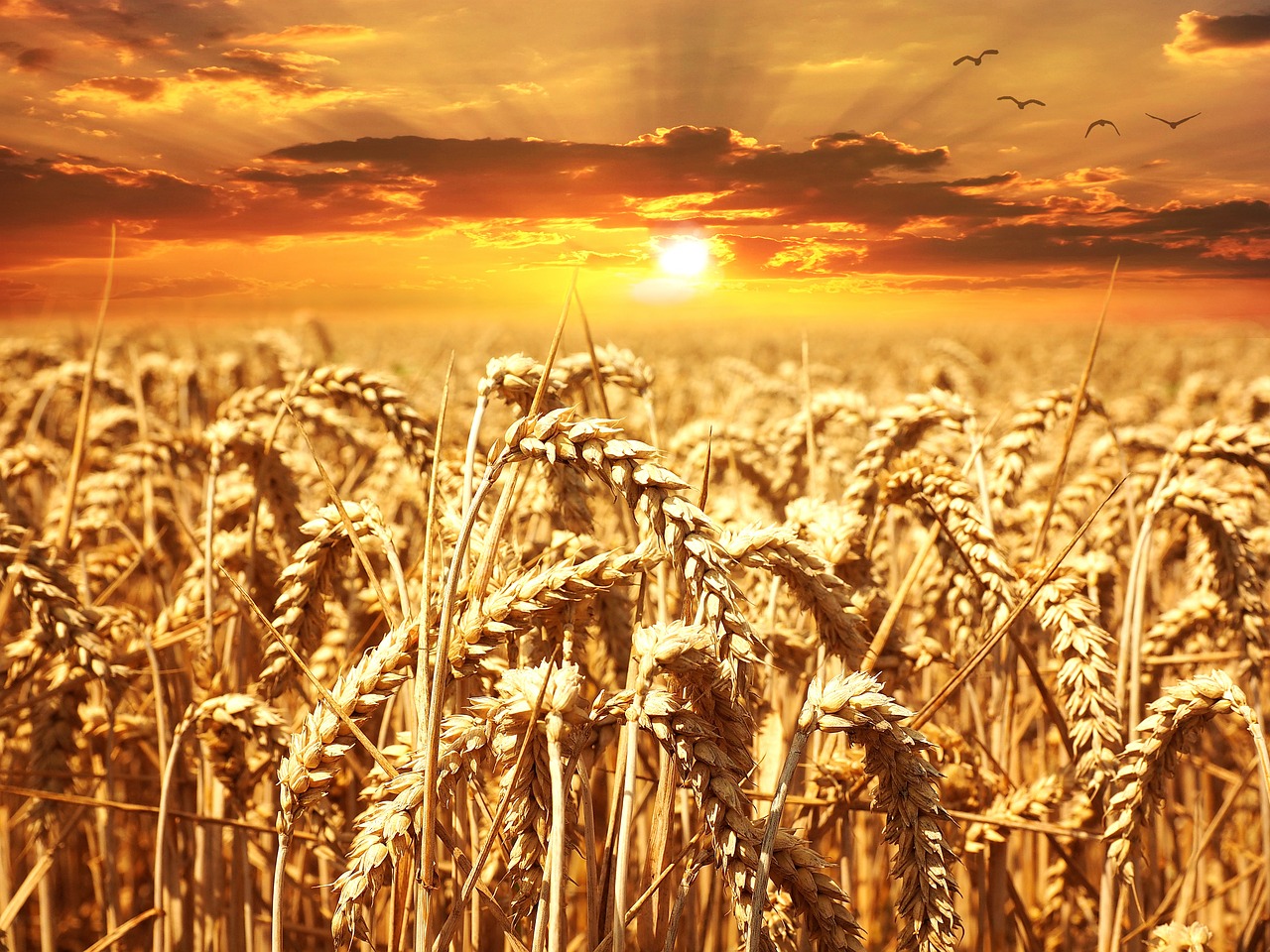 wheat field 640960 1280 1 - GrainChain Obtains $29M to Expand Agricultural Blockchain